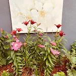 Lovely 3 Bedrooms Apartment Space Share Toronto