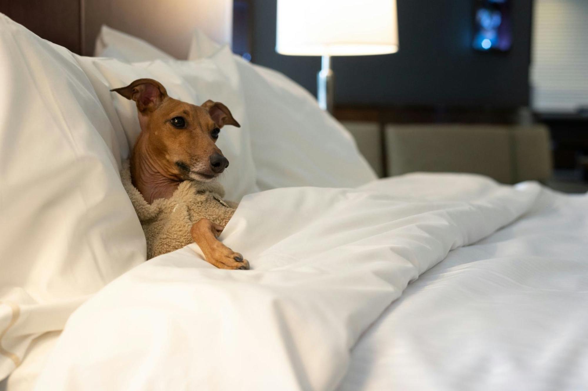 Hotel The Westin Harbour Castle, 4*