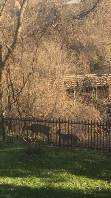Serene Don River Nature Retreat- 2br Apartment, Private Patio, Free Breakfast & Parking * Toronto