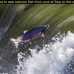 Salmon Magwood Guesthouse